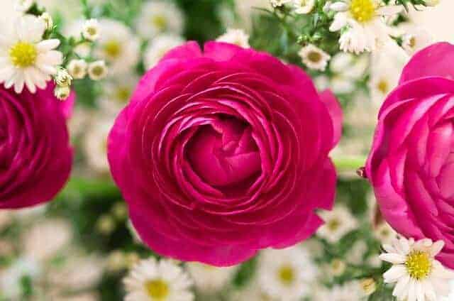prezent na 25 rocznicę ślubu w formie różowych róż